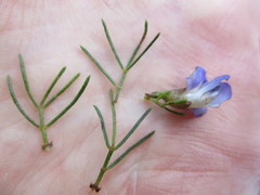 Psoralea speciosa