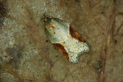 Acleris laterana