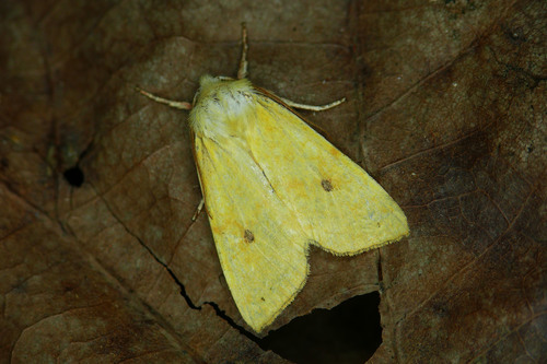 The Sallow