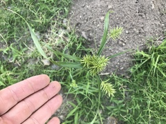 Cyperus pallidicolor