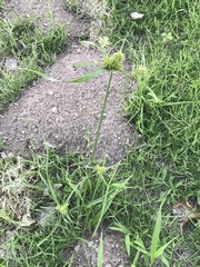 Cyperus pallidicolor