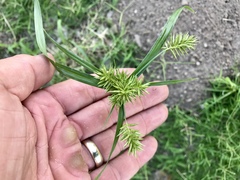 Cyperus pallidicolor