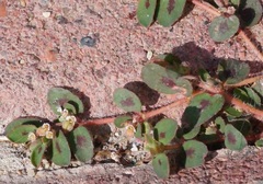 Euphorbia maculata