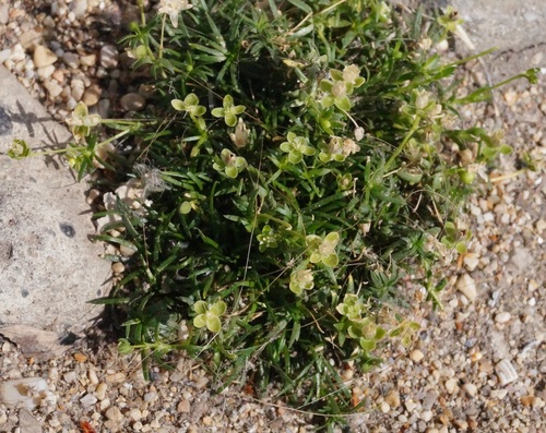 Sagina procumbens iNat (2)