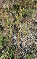 Erysimum marschallianum
