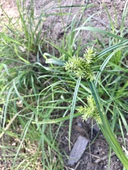 Cyperus pallidicolor