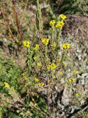 Erysimum marschallianum