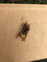 Vespa crabro