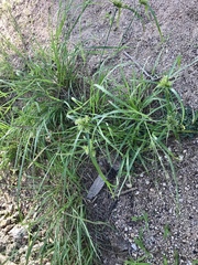 Cyperus pallidicolor