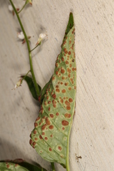 Puccinia circaeae