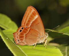 Abisara bifasciata suffusa