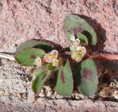 Euphorbia maculata