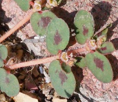 Euphorbia maculata