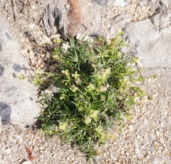 Sagina procumbens