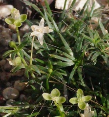 Sagina procumbens