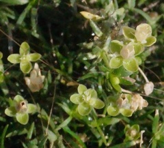 Sagina procumbens