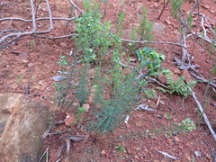 Euphorbia genistoides
