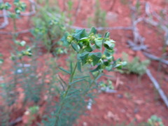 Euphorbia genistoides