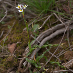 Moraea fergusoniae