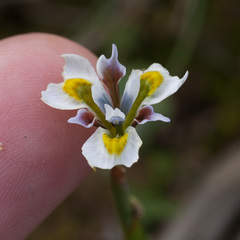 Moraea fergusoniae