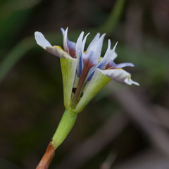 Moraea fergusoniae