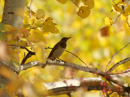 Black-throated Thrush (Turdus atrogularis), photo 5