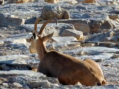 Capra nubiana