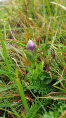 Gentianella campestris baltica