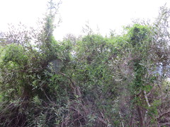 Cissampelos capensis