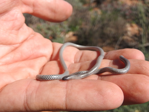 Slender Thread Snake