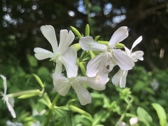 Saponaria officinalis
