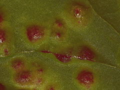 Puccinia circaeae
