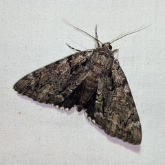 Catocala lacrymosa