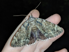 Catocala lacrymosa