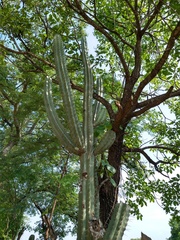 Stenocereus laevigatus