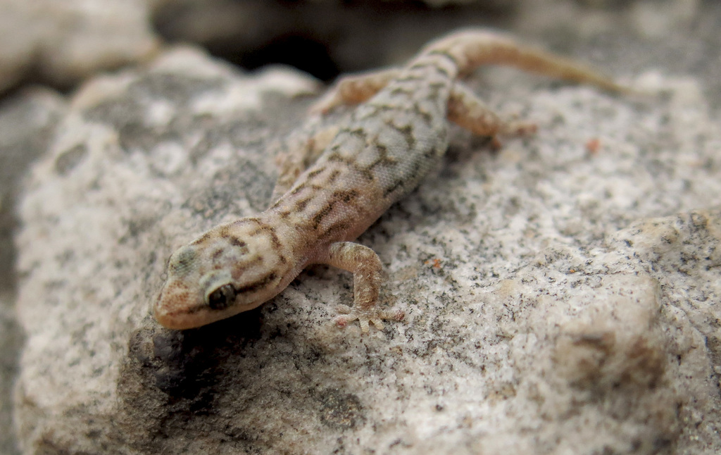 Essex's Pygmy Gecko