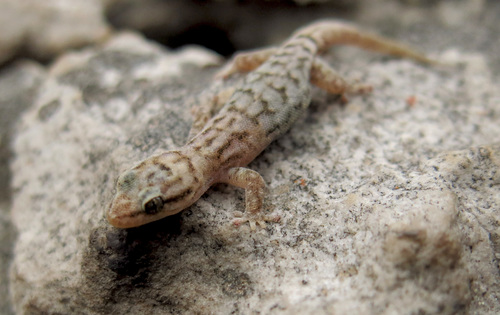Essex’s Dwarf Leaf-toed Gecko, Goggia essexi