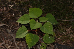 Homalanthus populifolius
