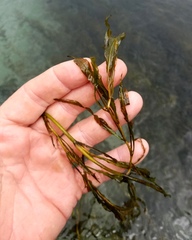 Potamogeton illinoensis