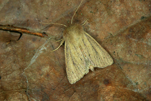 Small Wainscot