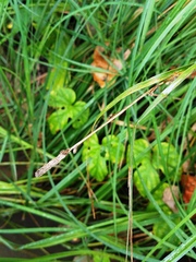 Carex emoryi