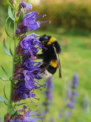 Bombus lucorum