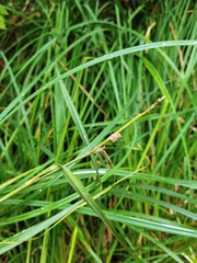 Carex emoryi