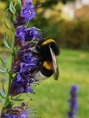 Bombus lucorum