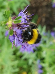Bombus lucorum