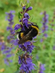 Bombus lucorum
