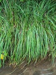 Carex emoryi