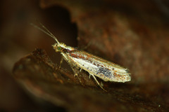 Ypsolopha parenthesella