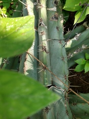Stenocereus laevigatus