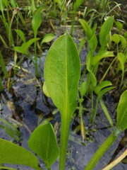 Sagittaria platyphylla